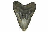 Huge, Fossil Megalodon Tooth - North Carolina #172575-1